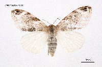 藏品(灰白毒蛾)的圖片